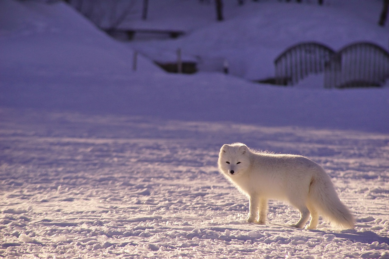 Norway’s population of arctic foxes is growing
