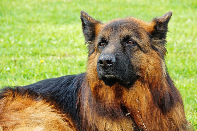 More than half of Finnish dogs still unregistered
